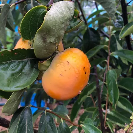 Afrikan Krisant Tenerife, Ecologica * Arafo