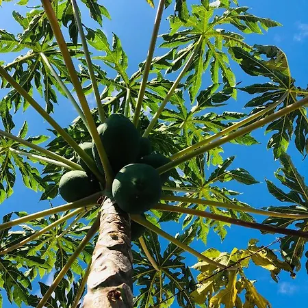 Afrikan Krisant Tenerife, Ecologica * Arafo