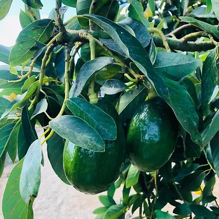 Afrikan Krisant Tenerife, Ecologica * Arafo