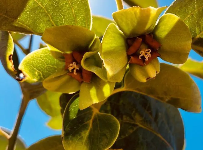 Afrikan Krisant Tenerife, Ecologica Villa *