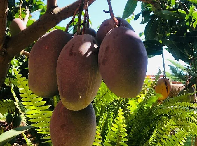 Afrikan Krisant Tenerife, Ecologica Villa *