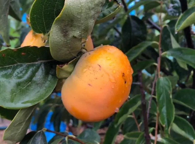 Afrikan Krisant Tenerife, Ecologica * Arafo