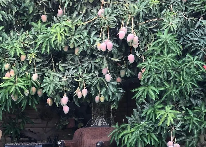 Villa Afrikan Krisant Tenerife, Ecologica Arafo