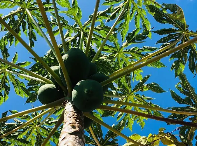 Afrikan Krisant Tenerife, Ecologica * Arafo