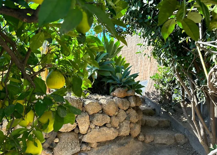 Afrikan Krisant Tenerife, Ecologica *