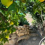 Afrikan Krisant Tenerife, Ecologica *