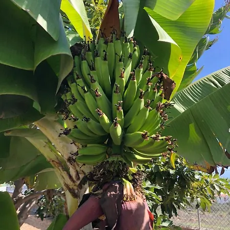 Afrikan Krisant Tenerife, Ecologica Arafo