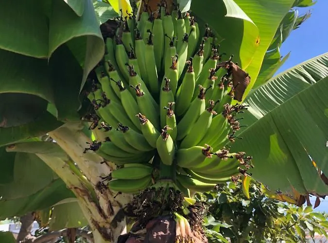 Afrikan Krisant Tenerife, Ecologica Arafo