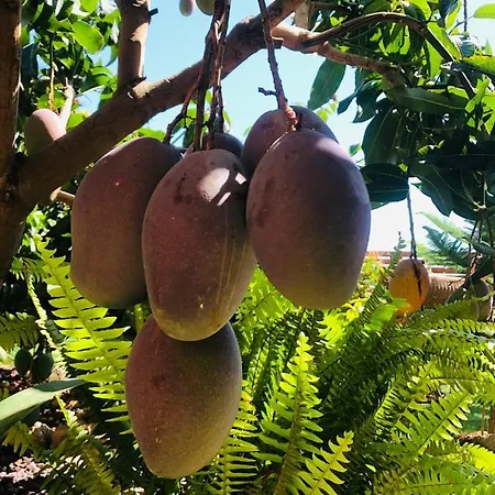 Afrikan Krisant Tenerife, Ecologica וילה *