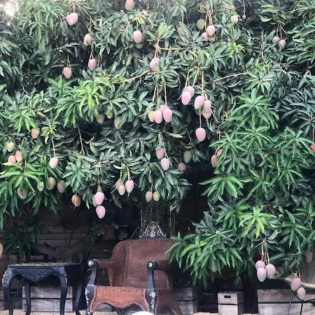 וילה Afrikan Krisant Tenerife, Ecologica ארפו