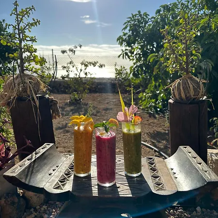 Afrikan Krisant Tenerife, Ecologica * ארפו