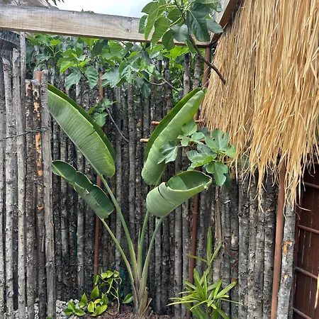 וילה Afrikan Krisant Tenerife, Ecologica ארפו